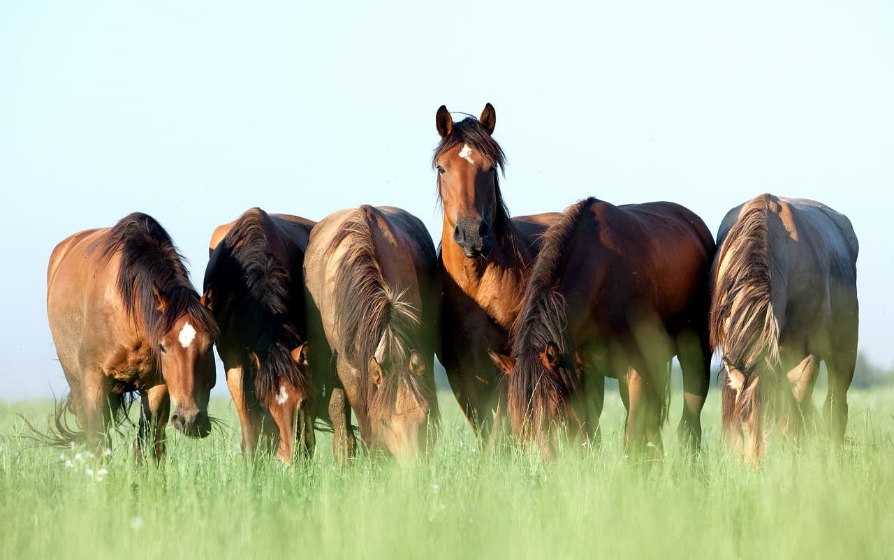 Meier's Vielfalt - Pferd und Reiter